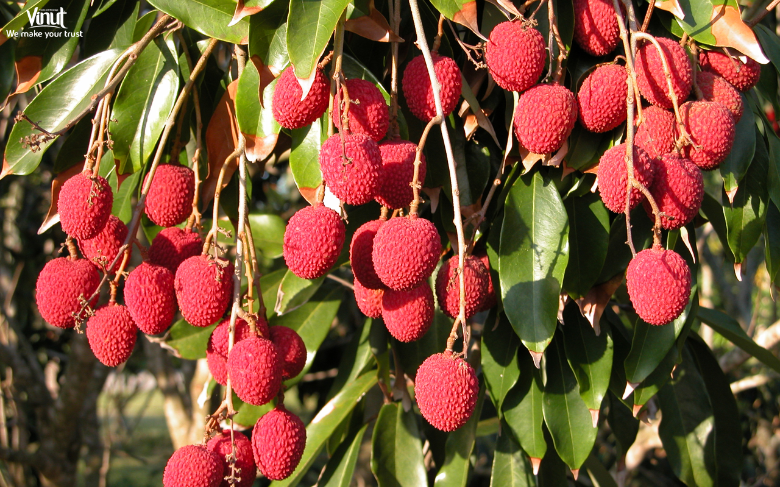 VINUT_Lychees: A Sweet and Fragrant Delight