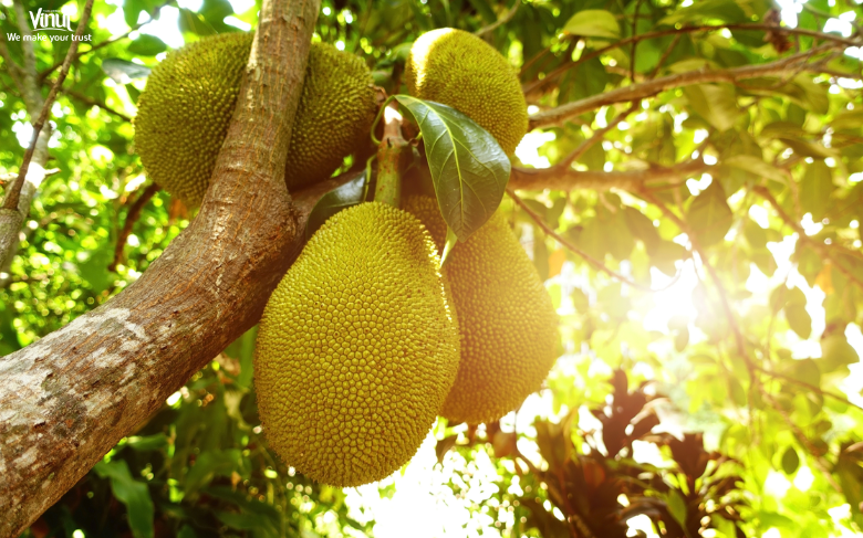 VINUT_Jackfruit: The Largest Tree-Borne Fruit