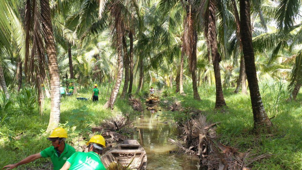 Coconut water farm at Ben Tre, Vietnam