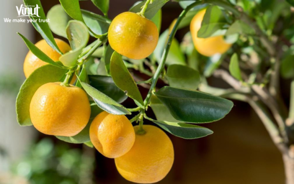 VINUT_Lemon Fruit