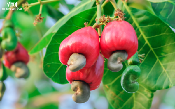 VINUT_Cashew fruit is a tropical fruit that grows on the cashew tree scientifically known as Anacardium occidentale