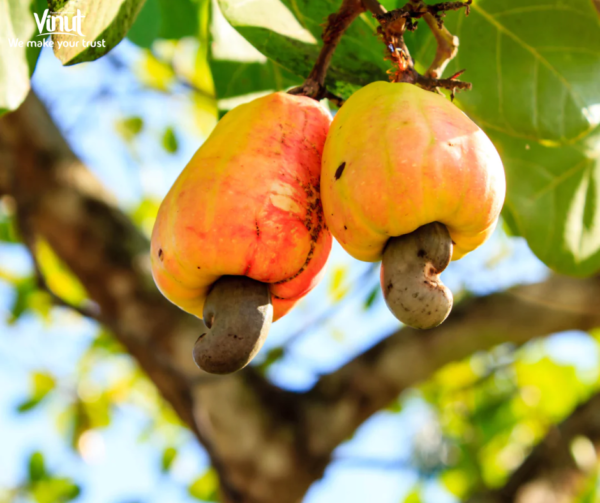 VINUT_The fruit has a distinctive, bell-like or upside-down heart-shaped