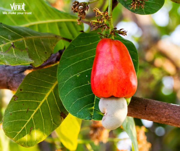 VINUT_Cashew fruit is an excellent source of vitamin C, E and A
