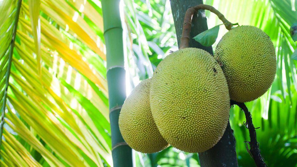 2023 Top 18 Most Famous Specialty Fruits in Vietnam