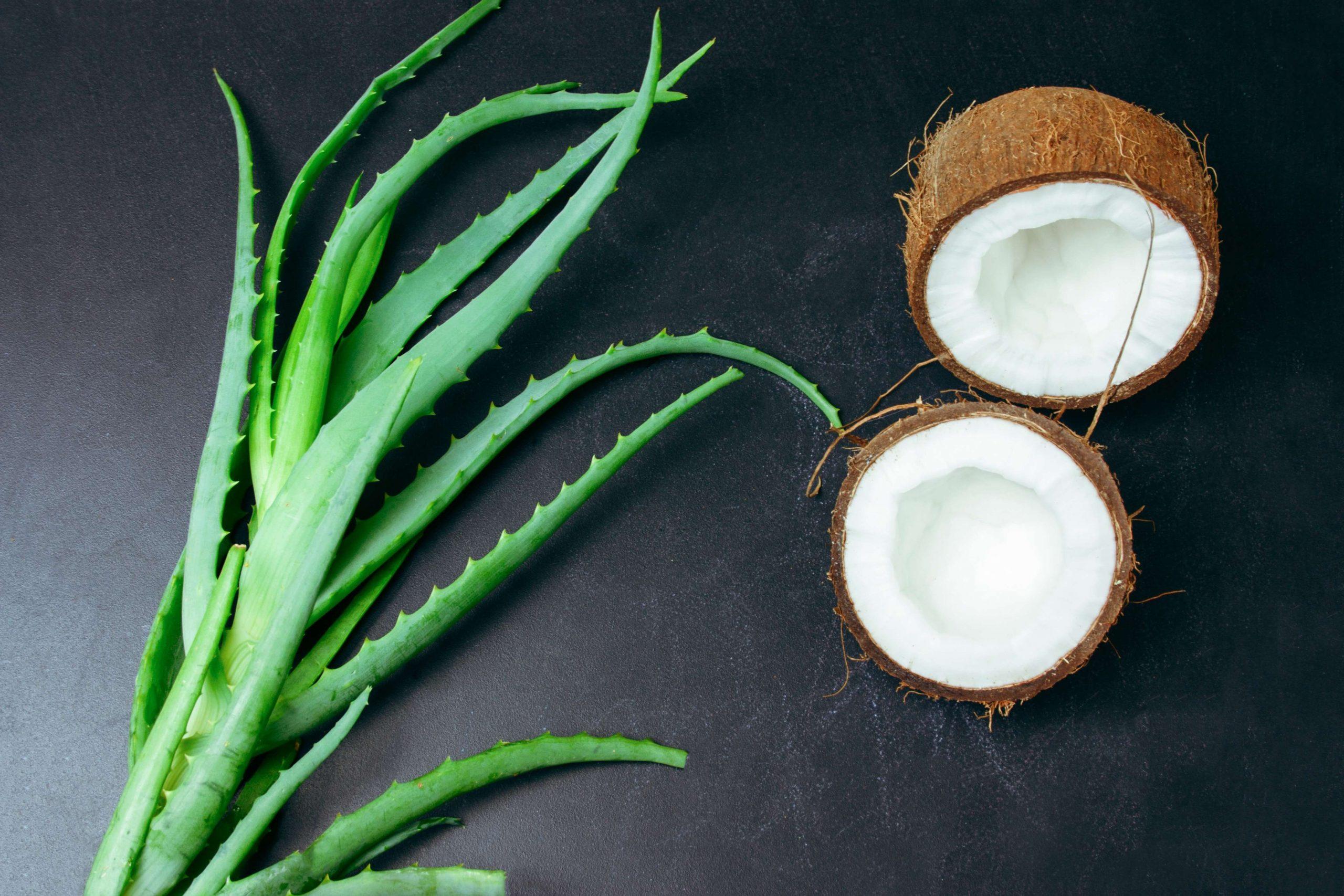 Coconut Aloe Vera Drink A Refreshing Blend of Nature's Goodness