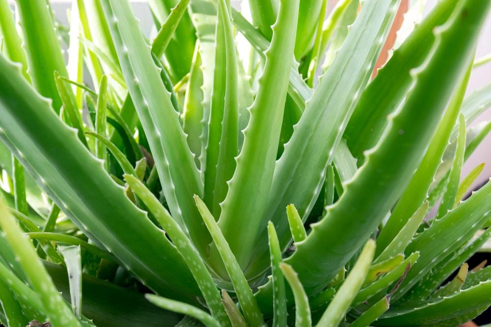 Exploring the Wonderful World of Premium Aloe Vera Drinks