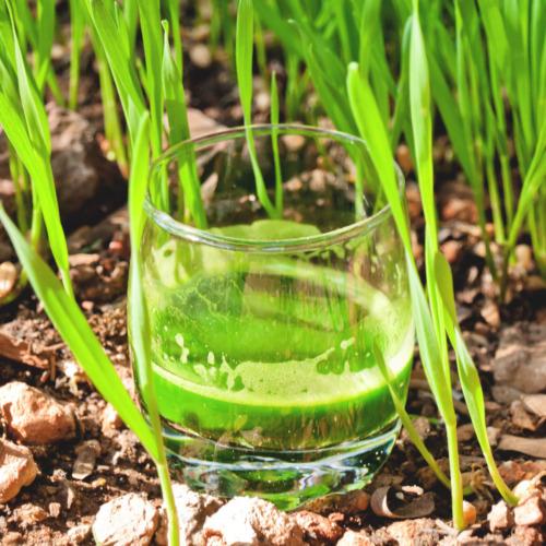 Wheatgrass Juice Benefits Is It Good to Drink Everyday? Nutrition, Daily Intake