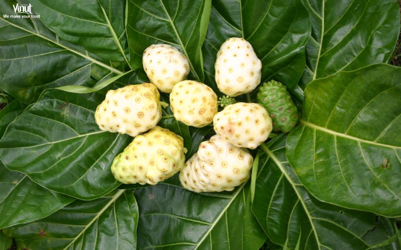 VINUT_Introduction to Noni: Nature’s Wellness Gift