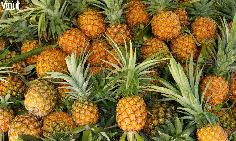 VINUT_The Origins of the Pineapple
