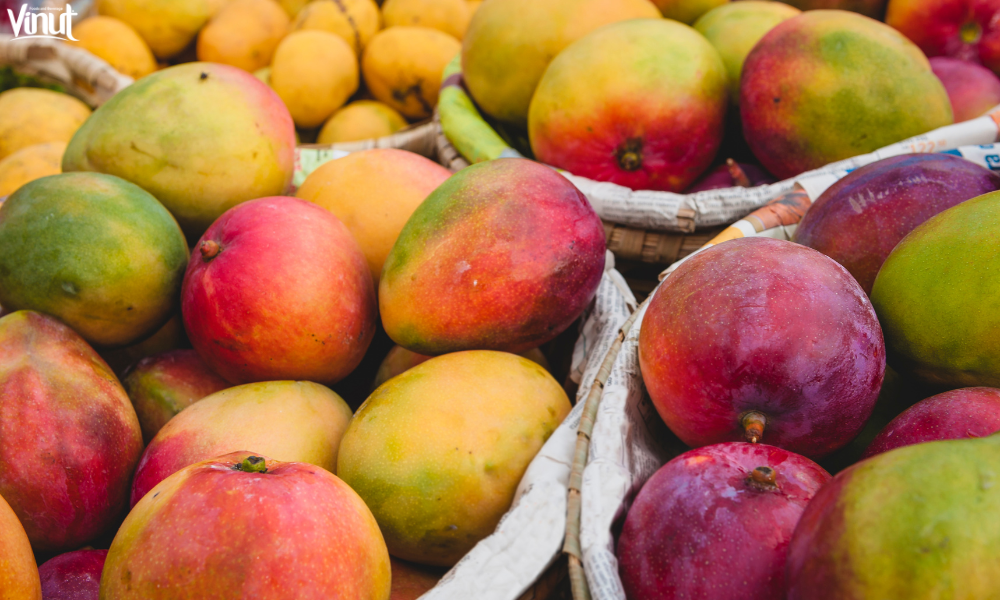 VINUT_Mangoes: The Crown Jewel of Asian Fruits