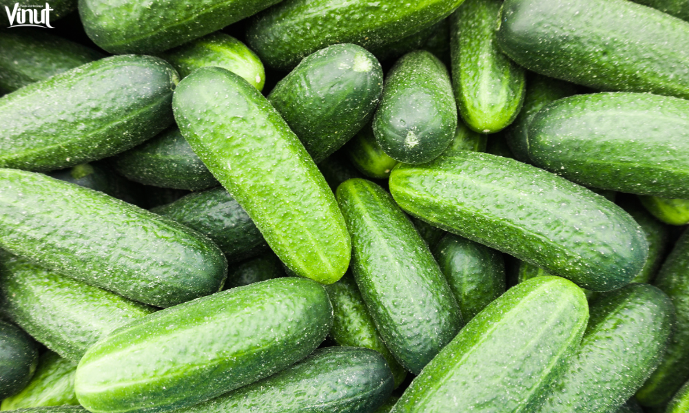 VINUT_Origin of Cucumber