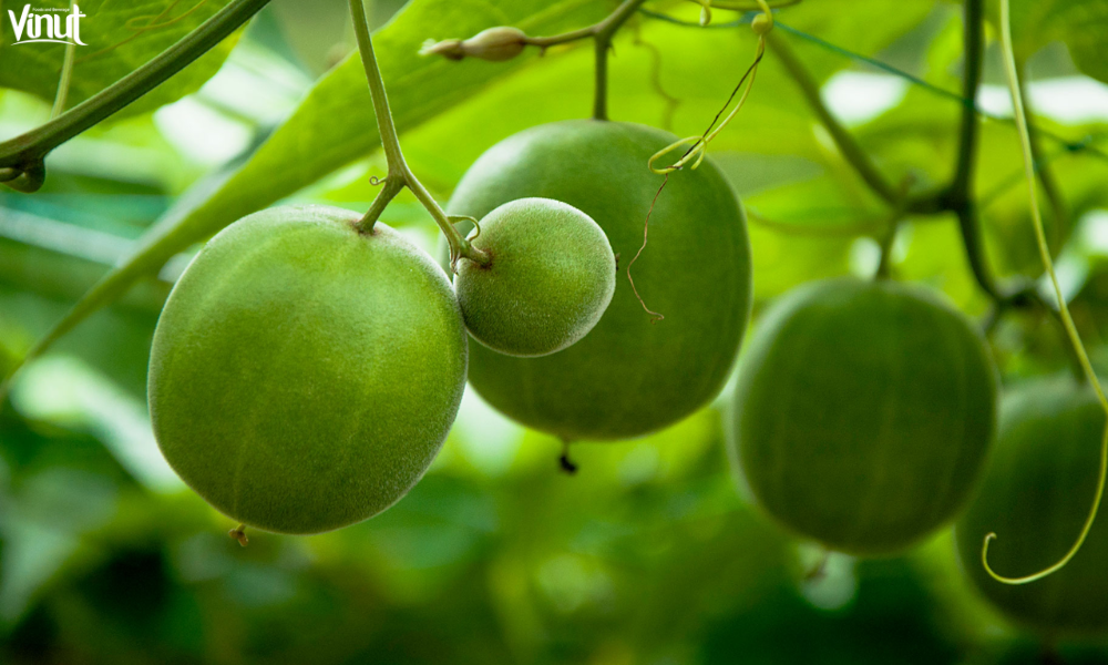 VINUT_The Origin and Discovery of Monk Fruit