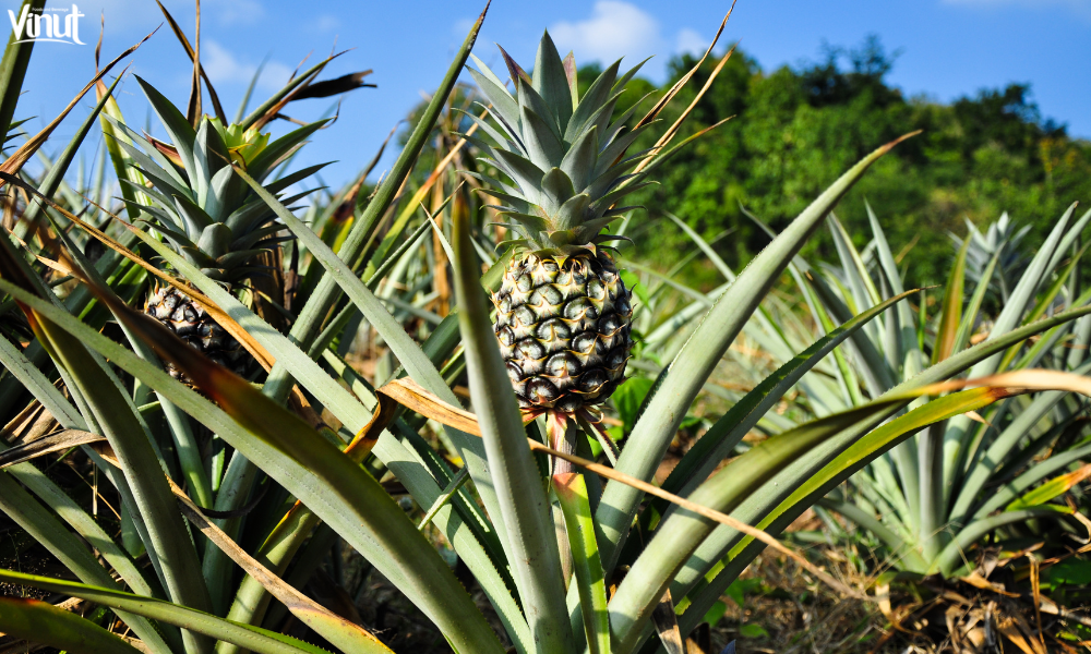 VINUT_Cultivating Pineapples