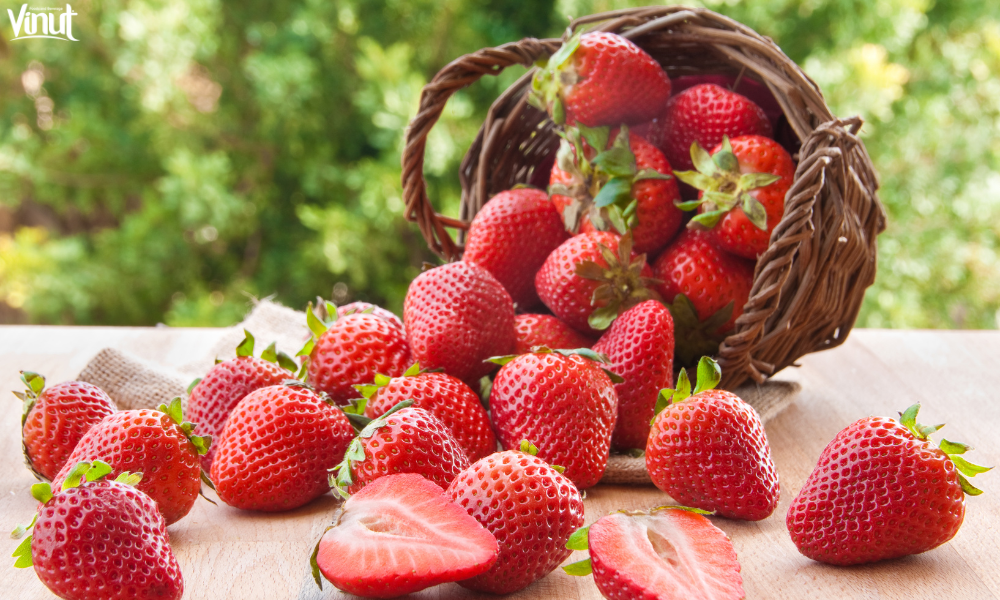 VINUT_The Origins of Strawberries