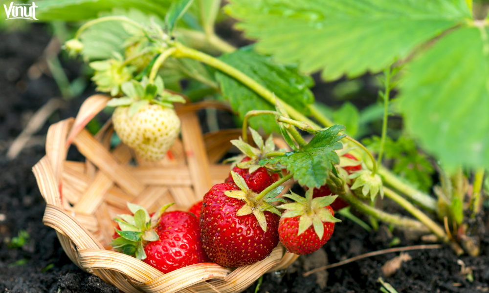 VINUT_Growing Your Own Strawberries