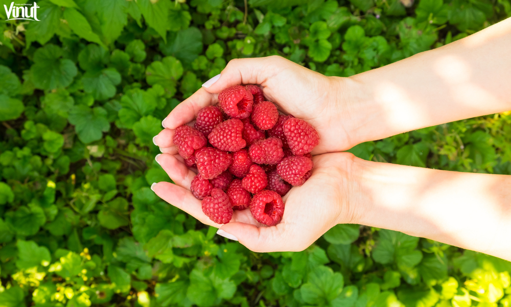VINUT_The Health Benefits of Raspberries