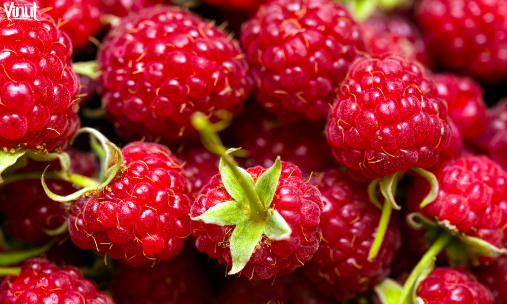 VINUT_Growing Your Raspberry Bushes