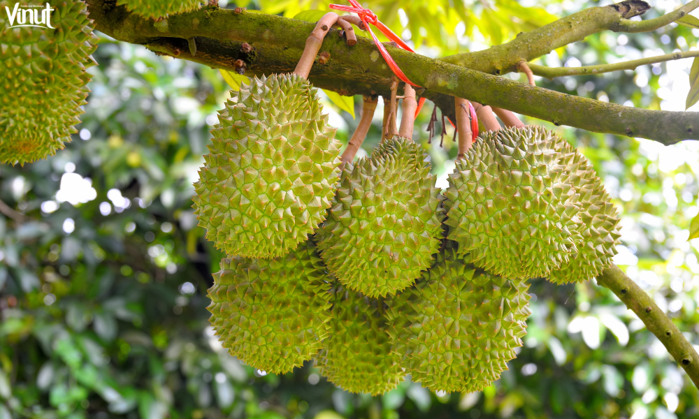 VINUT_The Durian Tree