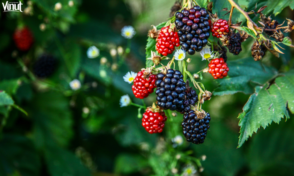 VINUT_Varieties of Blackberries