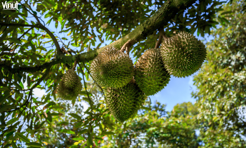 VINUT_Durian Controversies and Myths