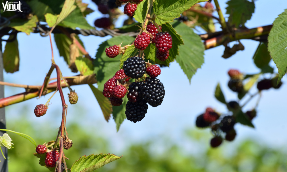 VINUT_Fun Facts About Blackberry Fruit