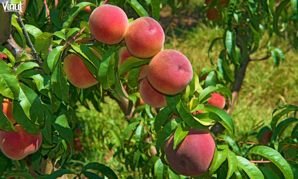 VINUT_The Origins of the Peach