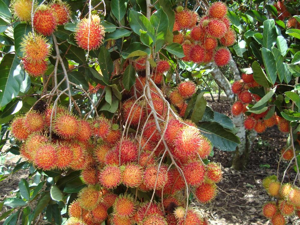 What is Rambutan – A guide to Chom Chom fruit of Vietnam