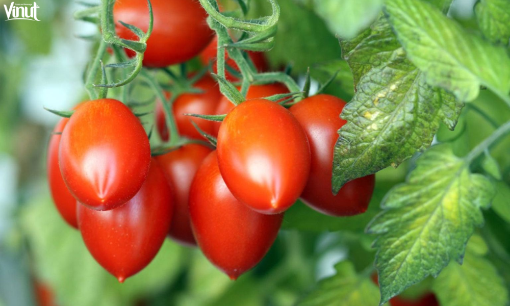 VINUT_Roma Tomatoes