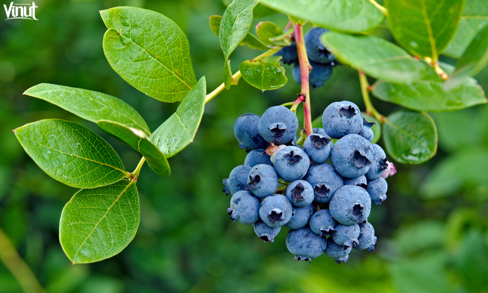 VINUT_Cultivating Blueberries