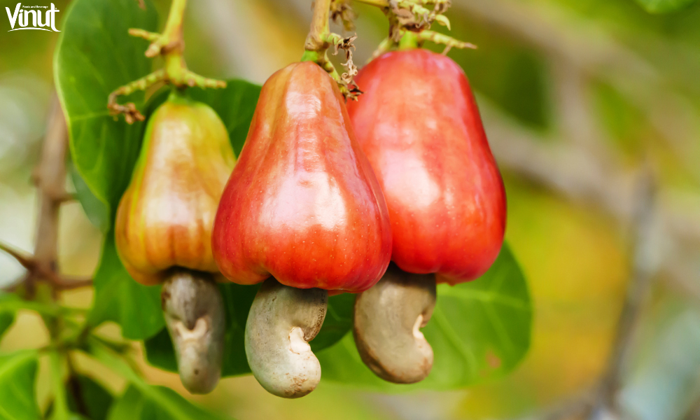 VINUT_What is Cashew Fruit?