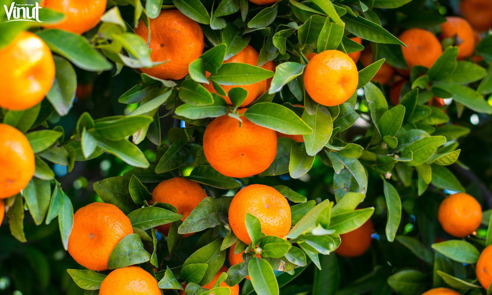 VINUT_Healthy Orange Recipes