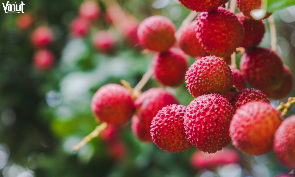 VINUT_Health Benefits of Lychee: More Than Just a Pretty Fruit