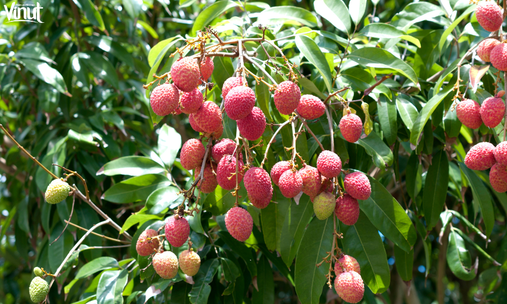 VINUT_Enjoying Lychee: Tips and Delicious Ideas